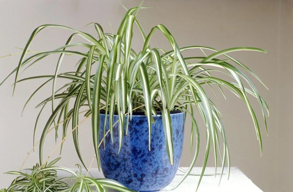 11 Low-Maintenance plants to transform your office!